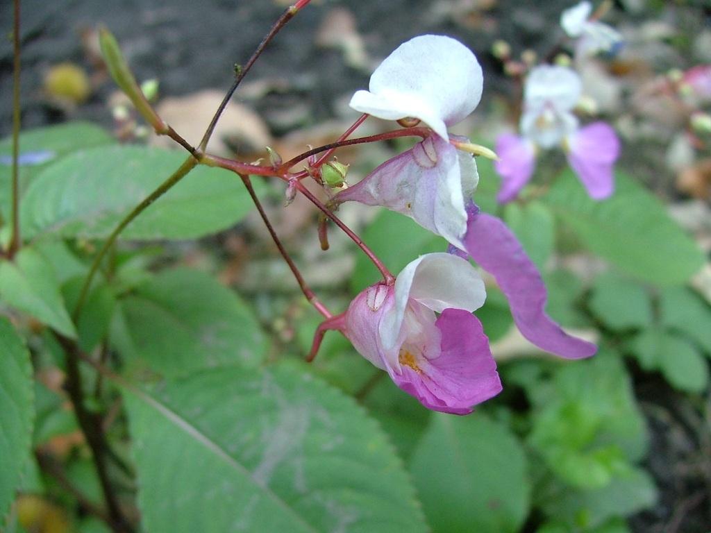 Impatiens balfouri